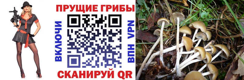 Псилоцибиновые грибы Cubensis  Купить  Верещагино 